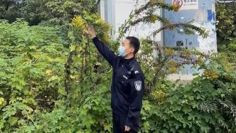 外来物种蔓延？上海检方督促清除加拿大一枝黄花、凤眼莲近900亩