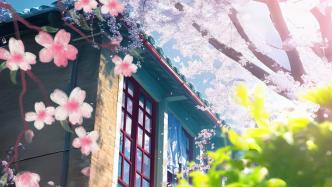 上春山丨花儿与少年！武汉大学首设高中生赏樱专场
