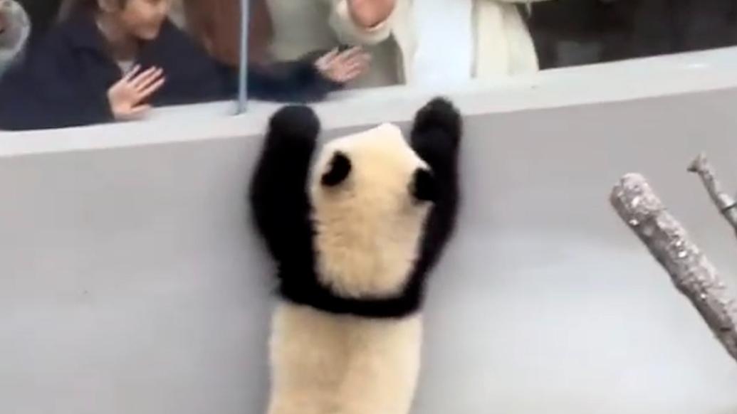 超会“整活儿”的大熊猫幼崽和观众隔窗击掌