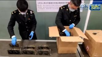 旅客携44件二手显卡入境欲翻新出售，被上海海关拦截