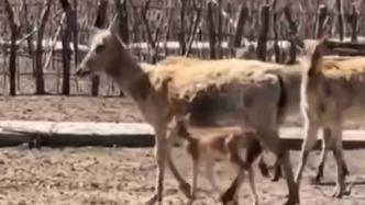 大丰麋鹿自然保护区首头龙年鹿宝宝诞生