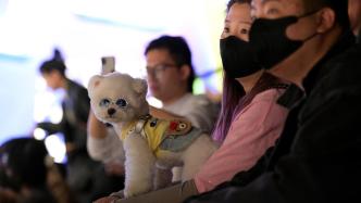 人宠时尚：上海宠物时装周上的宠物T台秀