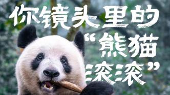 全球熊猫影像征集｜你镜头里的“熊猫滚滚”