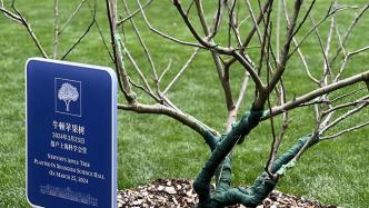 “砸”出万有引力灵感的“牛顿苹果树”，落户上海科学会堂