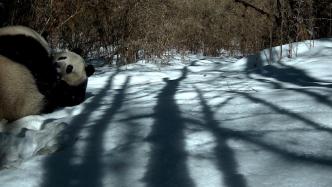 四川雅安拍到两只野生大熊猫在雪地里“谈恋爱”