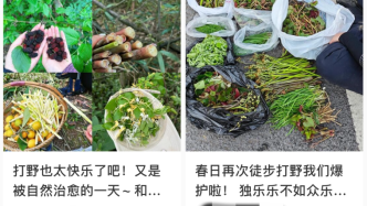 上海人最近迷上“打野”？有人分享挖野菜攻略，专家：有风险