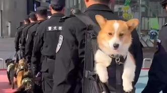 全国首条“有编制”的柯基警犬被背着出街，回头率超高