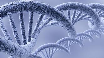 上海科学家在基因转录终止机制研究中取得进展，成果登Nature杂志