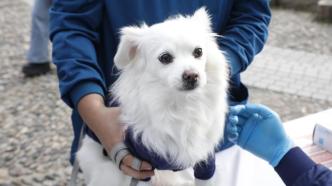 虐待宠物、宠物伤人增多，60多名沪人大代表建议修改《上海市养犬管理条例》