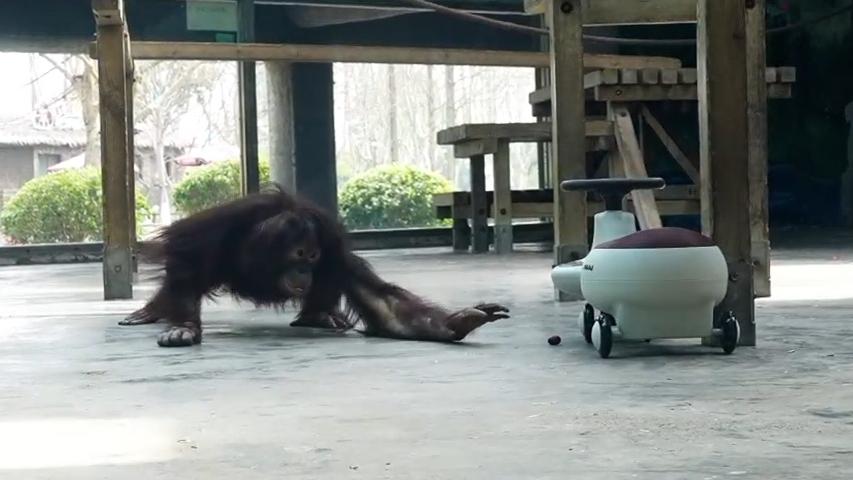 红猩猩“葡萄”5岁生日，收到蛋糕水果篮扭扭车，她最喜欢……
