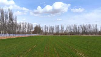 新疆温宿：26万亩冬小麦陆续返青，田间管理正当时