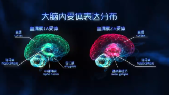 针对复杂精神疾病，上海科学家提出多靶点、多功效药物设计新方法