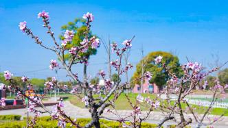 持续18天的上海桃花节开幕，今后桃树将由“开心形”更换为“Y形”