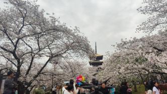 武汉六旬姐妹花在东湖樱园欢迎全国游客：赏樱不来武汉有点亏