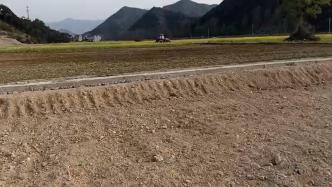 台州临海市数百亩油菜花田被铲引热议，镇政府：系承包户行为