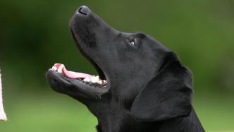 最高法发布饲养动物损害责任案例：被犬只吓到受伤，犬主亦担责