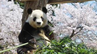 多年罹患严重心衰，29岁旅日大熊猫“爽爽”病情恶化离世