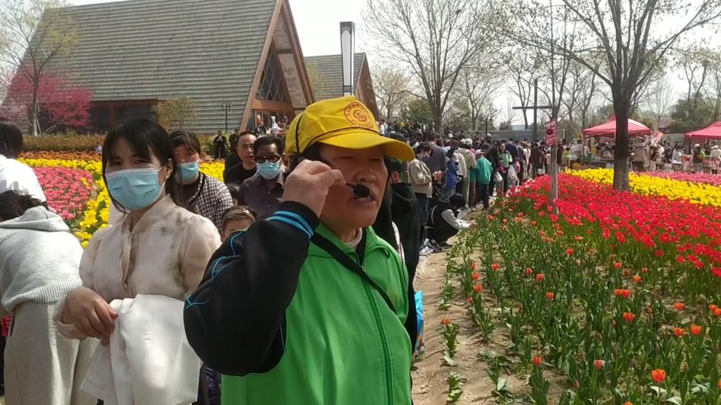 18万朵郁金香竞相绽放，志愿者变身护花使者