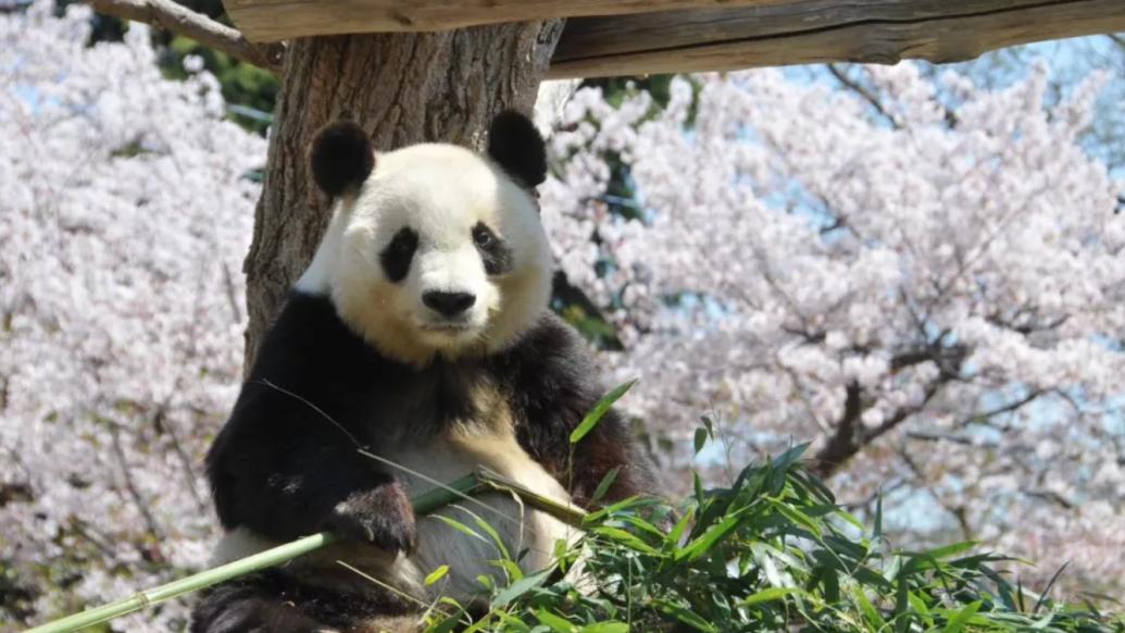 29歲旅日大熊貓“爽爽”因病死亡
