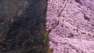 贵州安顺航拍影像：山火烧过的土地正在被春天治愈