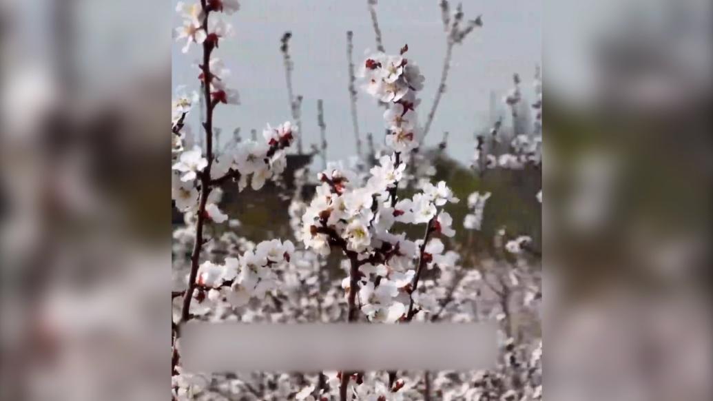 又到春花烂漫时，吐鲁番托克逊万亩杏花开正旺