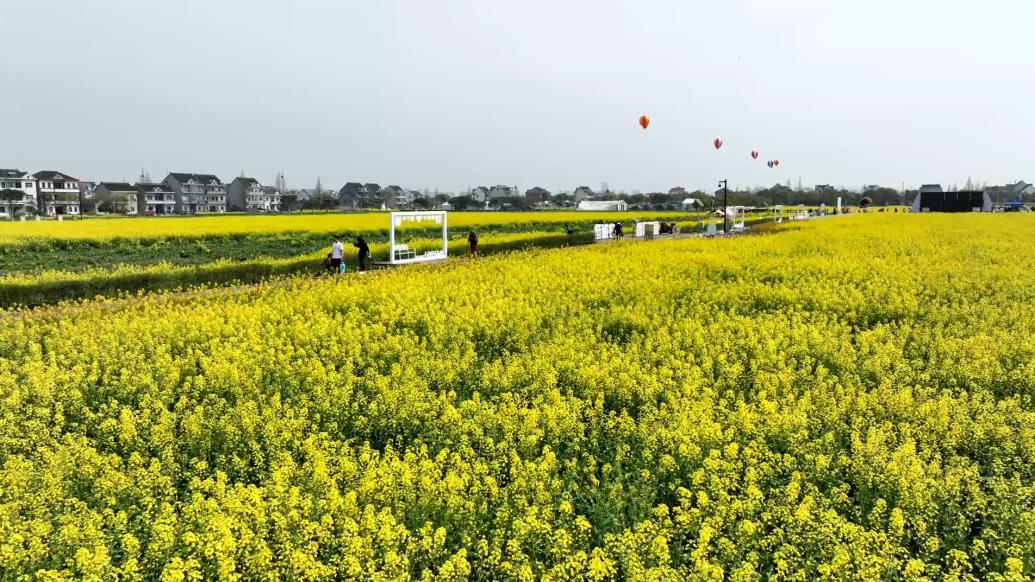 浙江平湖百亩油菜花盛开，家长带娃路边写生