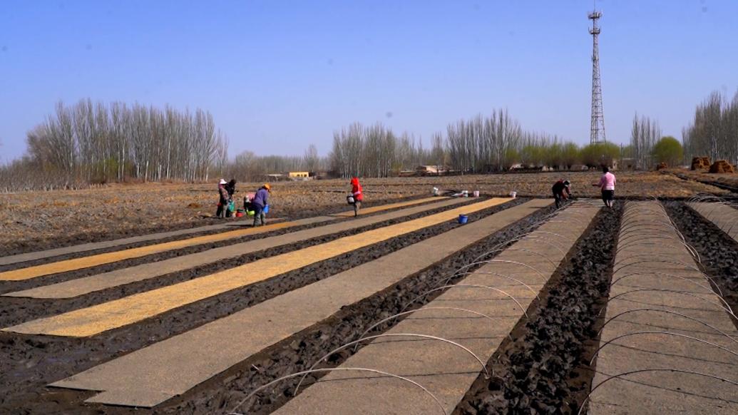 新疆温宿：8万亩水稻育秧忙