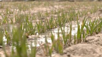 春水润物助春耕，巴州50余万亩小麦“喝饱”春灌水