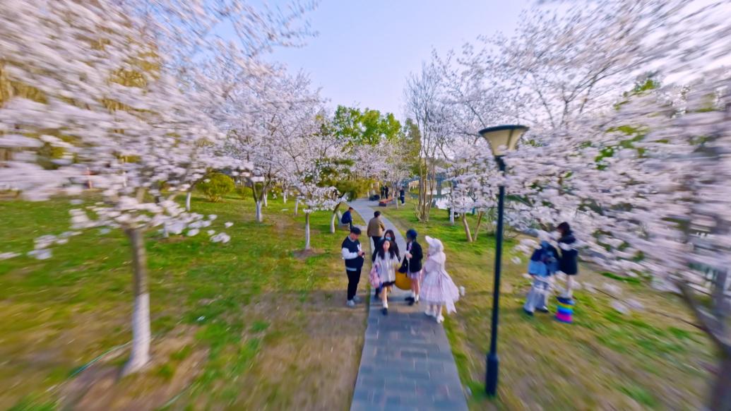 相约春天，一镜到底看武汉堤角公园樱花美景
