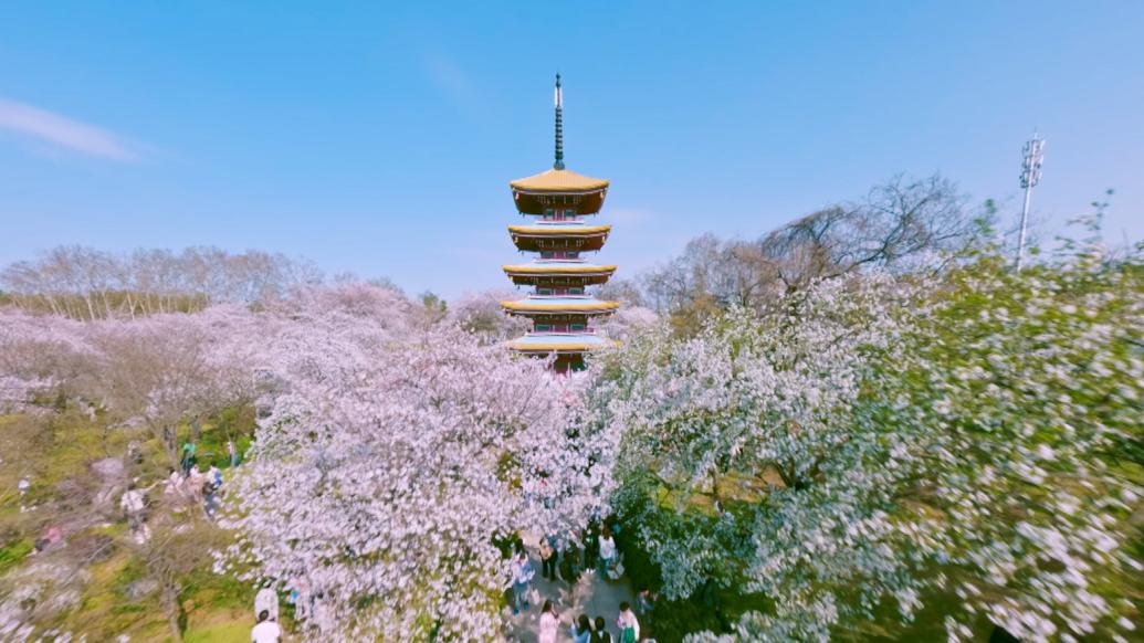 相约春天，一镜到底看武汉东湖樱花园樱花美景