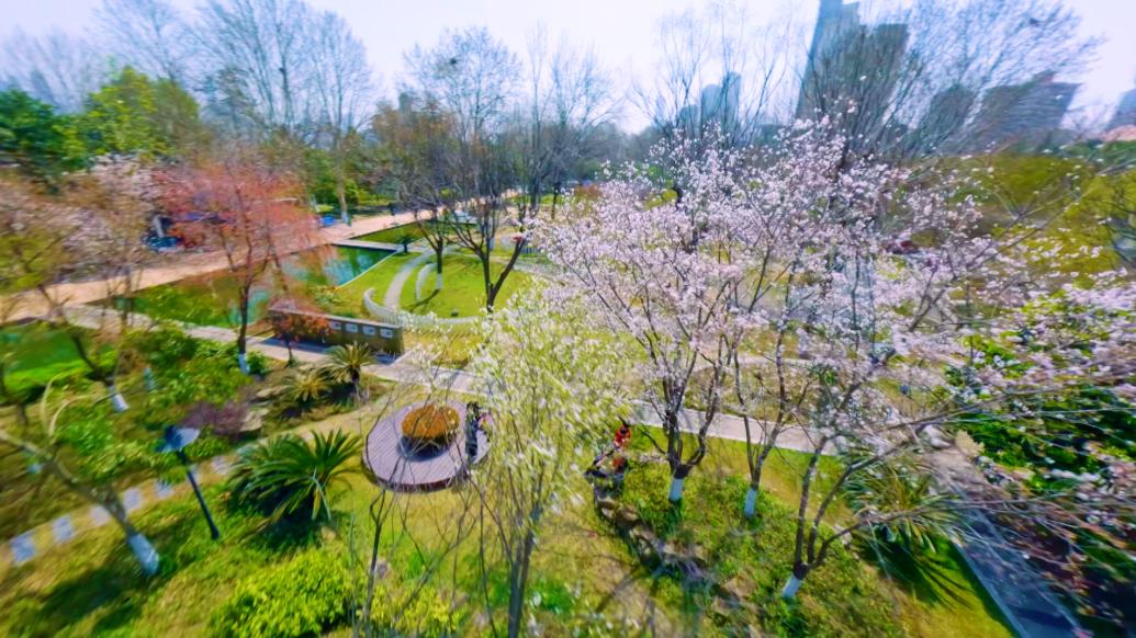 相约春天，一镜到底看武汉汉口江滩公园樱花美景