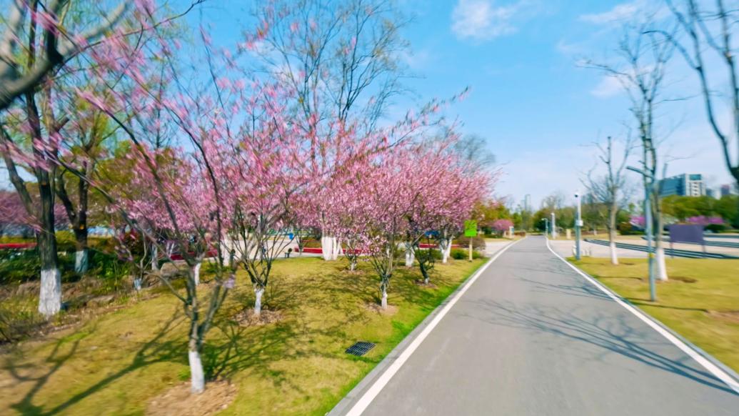 相约春天，一镜到底看武汉青山江滩公园樱花美景