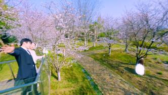 相约春天，一镜到底看武汉园博园樱花美景