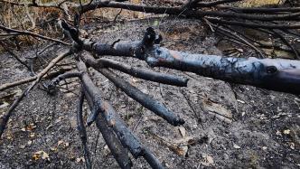贵州长顺县山火已扑灭，遇难人员分别为两名干部一名护林员