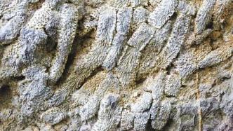 鄂西北山区发现泥盆纪珊瑚化石，实证3.5亿年前秦岭是海洋