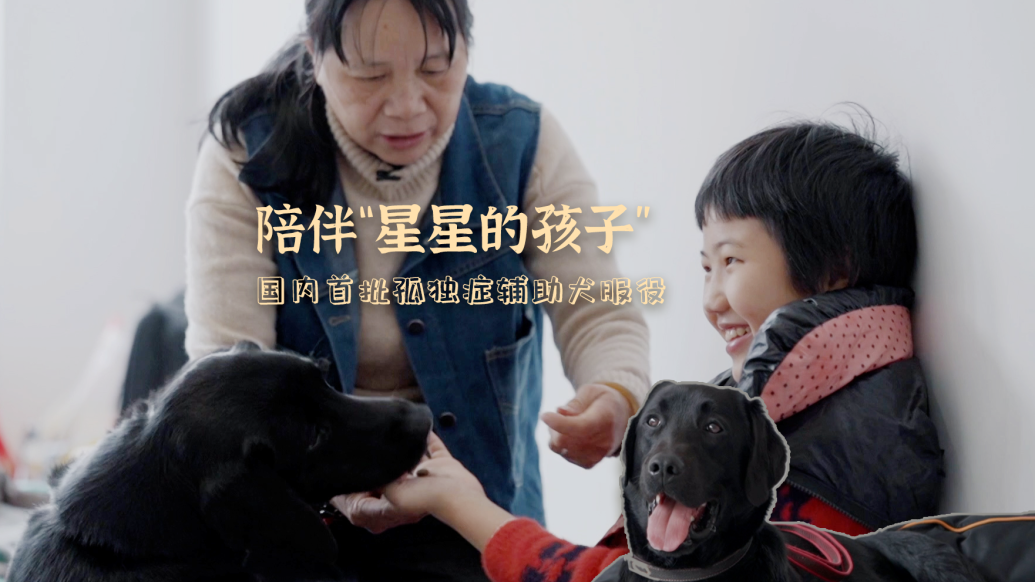 陪伴“星星的孩子”，国内首批孤独症辅助犬服役