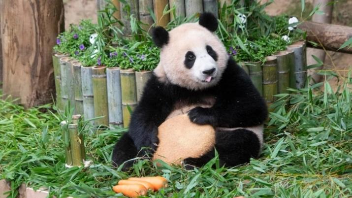 中国旅韩大熊猫回家倒计时，视频回顾福宝成长历程