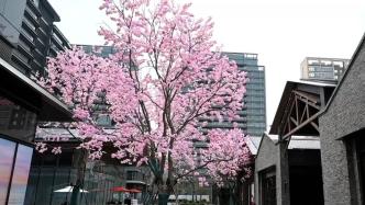 在上海西岸看“假樱花树”？听听市民们怎么说