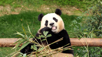 旅韩大熊猫“福宝”离开韩国爱宝乐园，启程返回中国