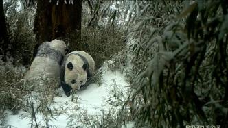 四川雅安拍到一对野生大熊猫母子在雪地“贴贴”