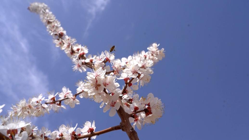 春日赏花季，新疆温宿千余亩杏花绽放