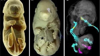 科研人员培育出6条腿基因工程小鼠胚胎