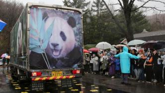 外交部：欢迎大熊猫“福宝”回国，感谢韩方饲养员精心照顾