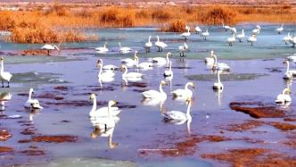 新疆巴州河湖开冰，迎北归候鸟返回迁徙高峰