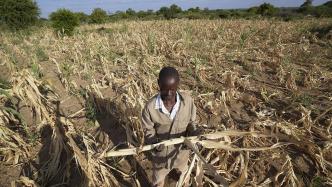 厄尔尼诺现象致严重干旱，津巴布韦总统宣布全国进入灾害状态