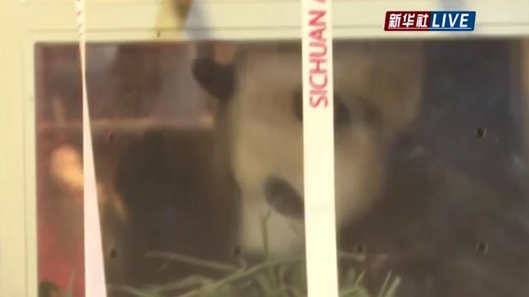 旅韩大熊猫“福宝”平安抵达成都！哪儿上“户口”还没定