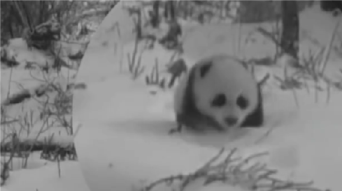 大熊猫幼崽迈着小短腿扭屁股跑步