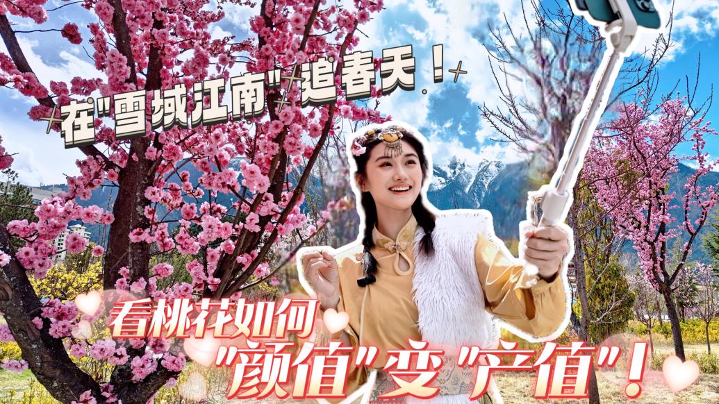 在“雪域江南”追春天，看桃花如何“颜值”变“产值”