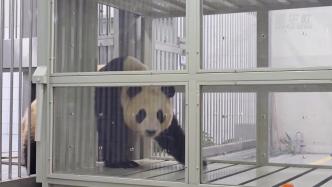 视频丨旅韩大熊猫福宝回家全纪录发布