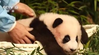 “福宝”回家啦！国外出生的大熊猫回国将闯过这三关